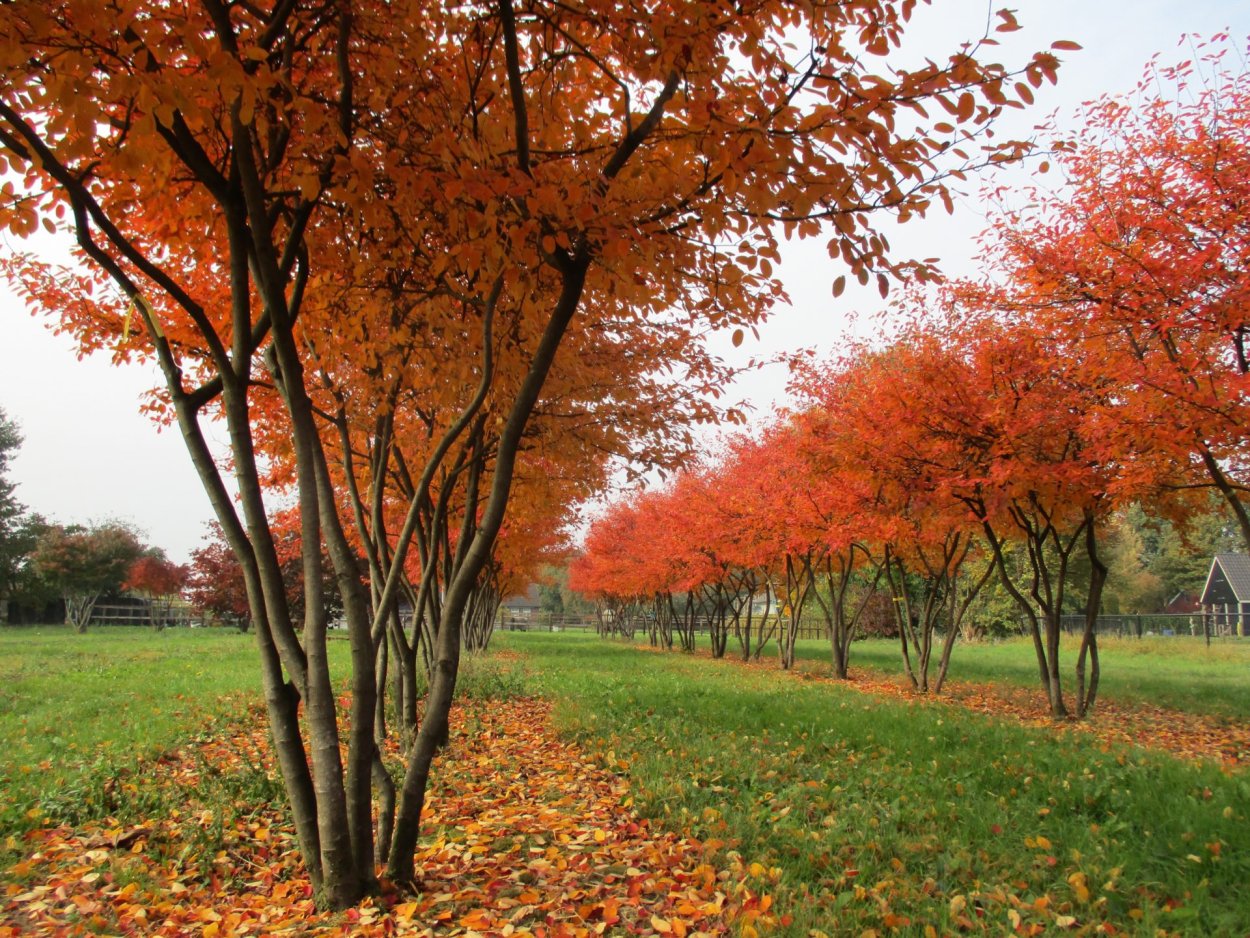 Ирга Ламарка