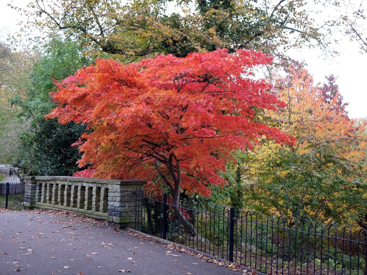 Клен Приречный Гиннала