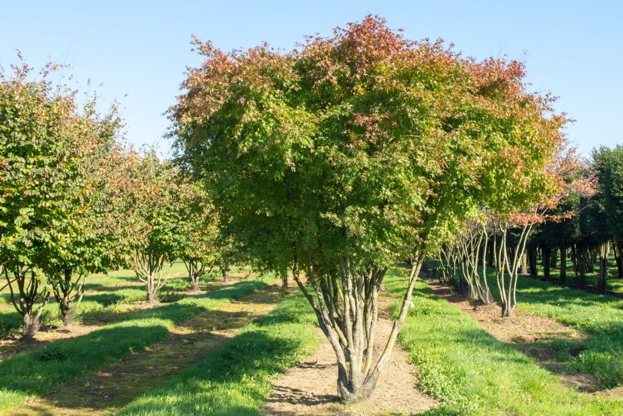 Клен Приречный Гиннала листья