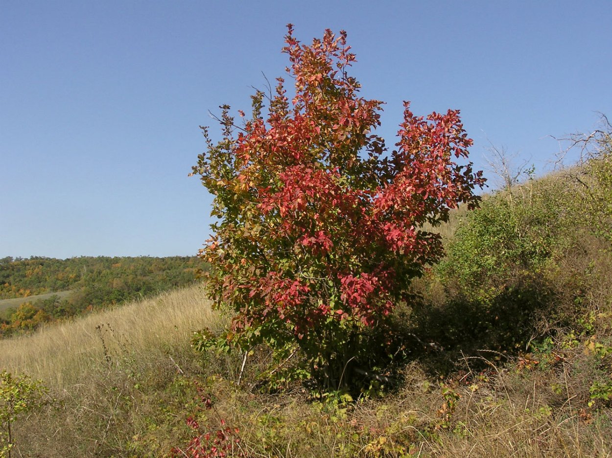 Клен татарский Acer tataricum