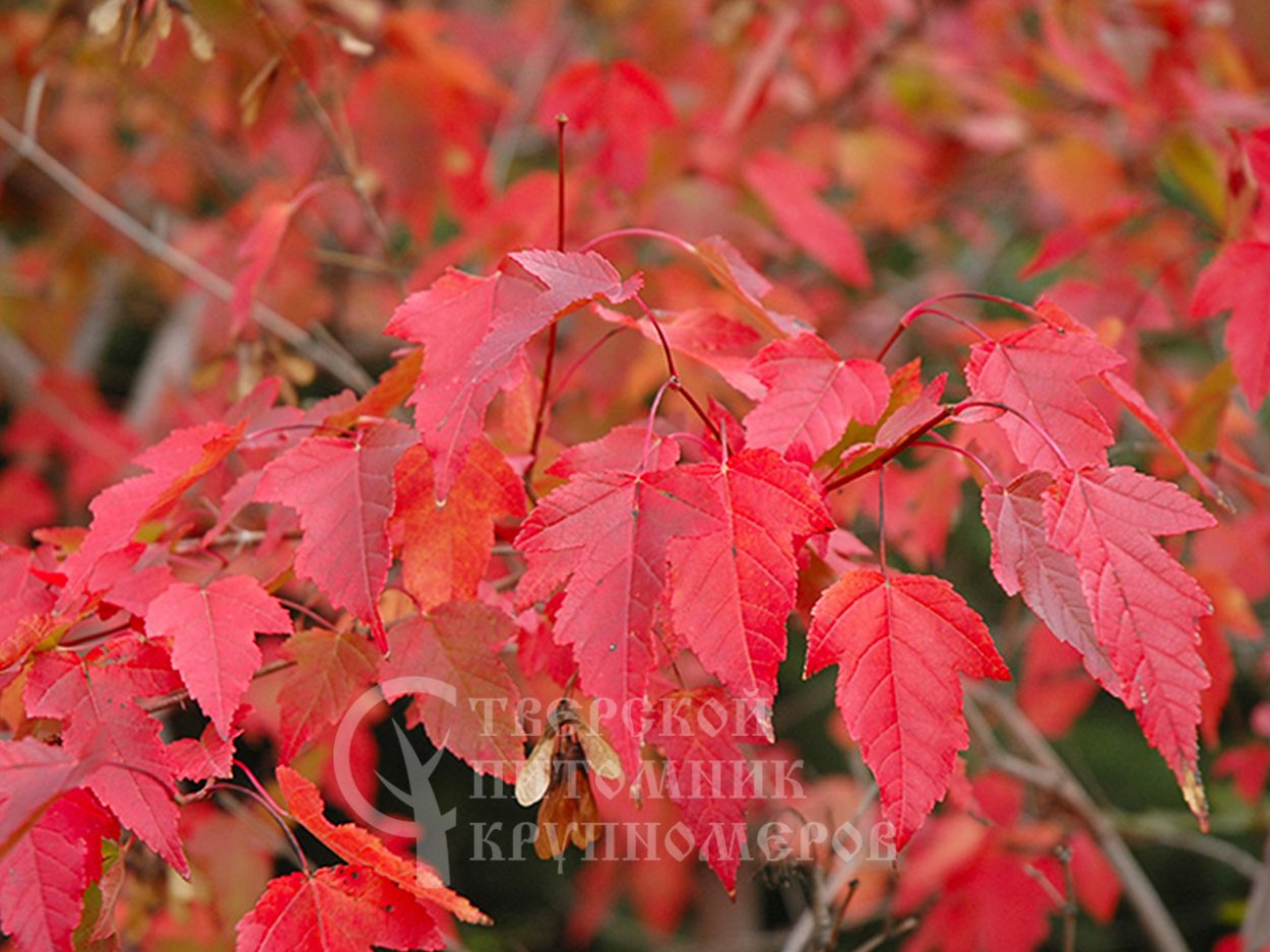 Ирга Ламарка амеланхиер