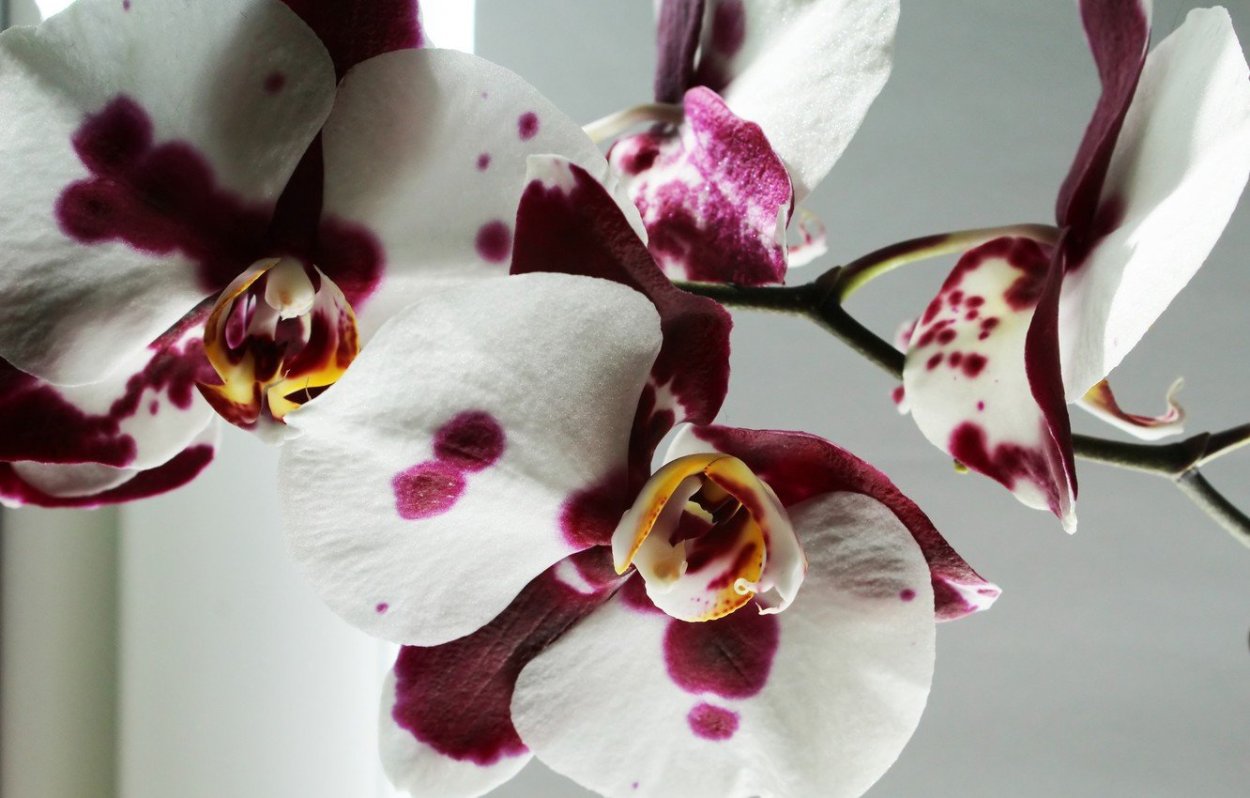 Фаленопсис Катарина