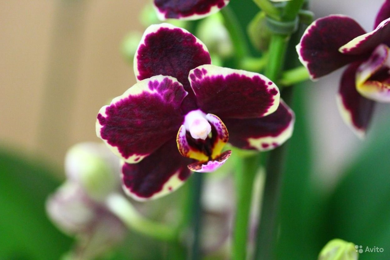 Мультифлора Бургундия Орхидея