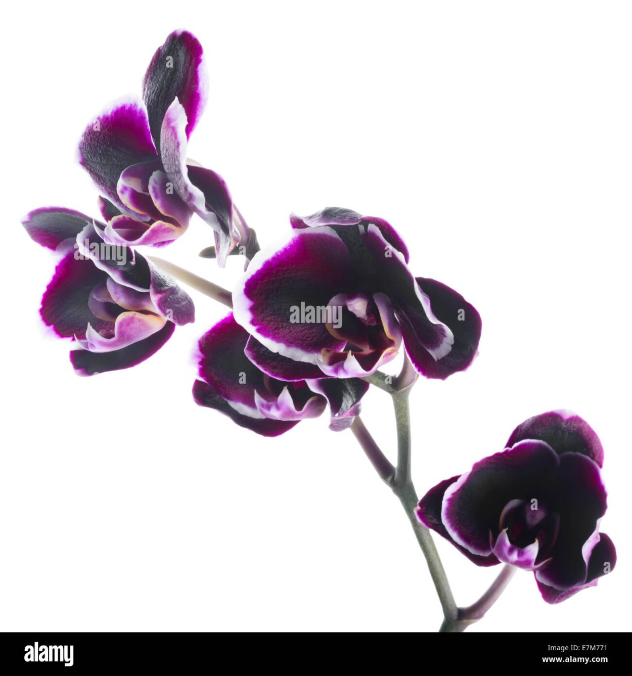 Фаленопсис дарк черри