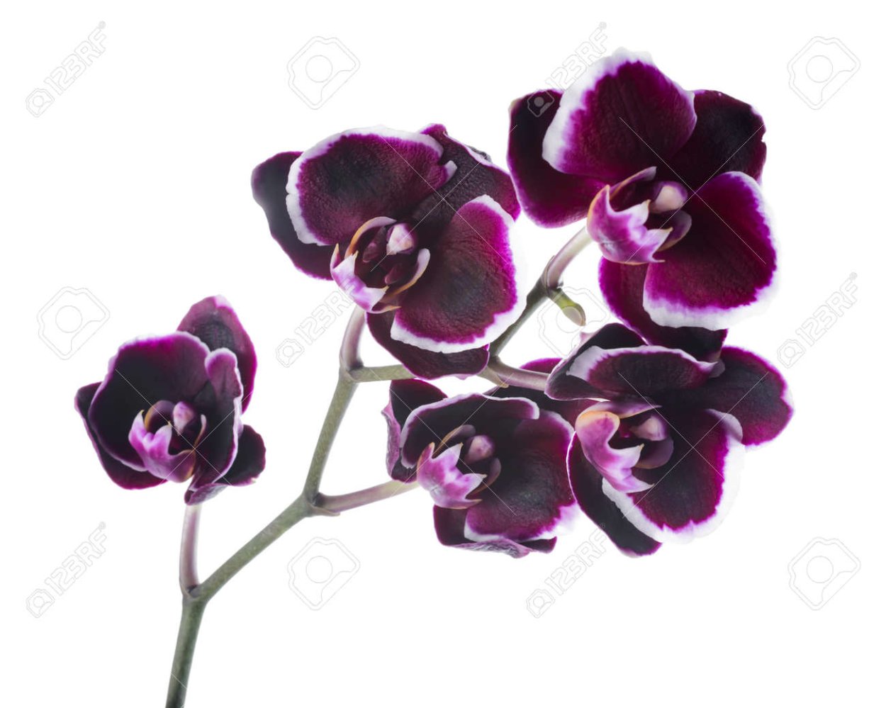 Орхидея Цимбидиум фиолетовая