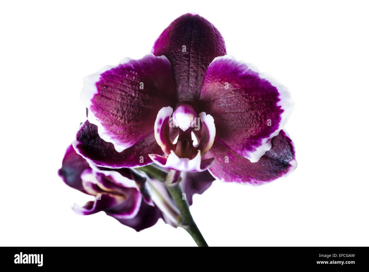 Фаленопсис темно-фиолетовый с белой каймой Дебора