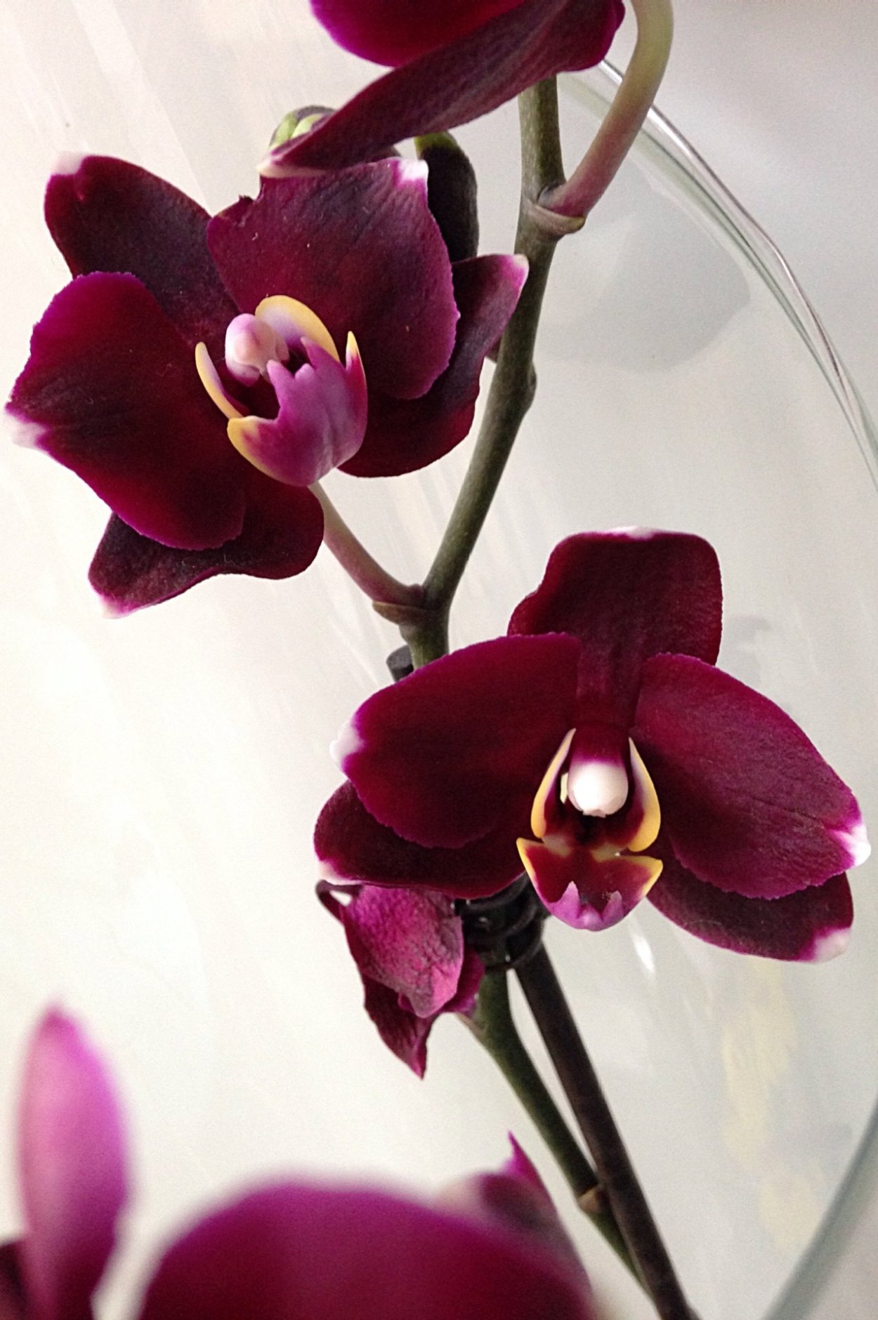 Бордовая Орхидея на белом фоне