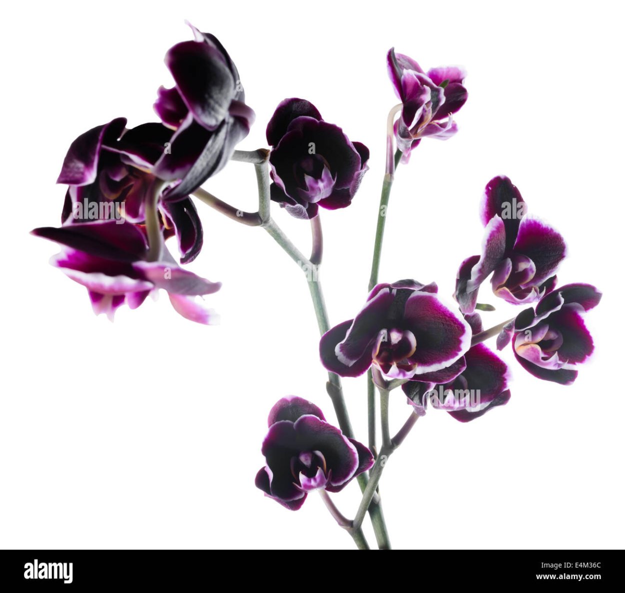 Фаленопсис саммер Бриз