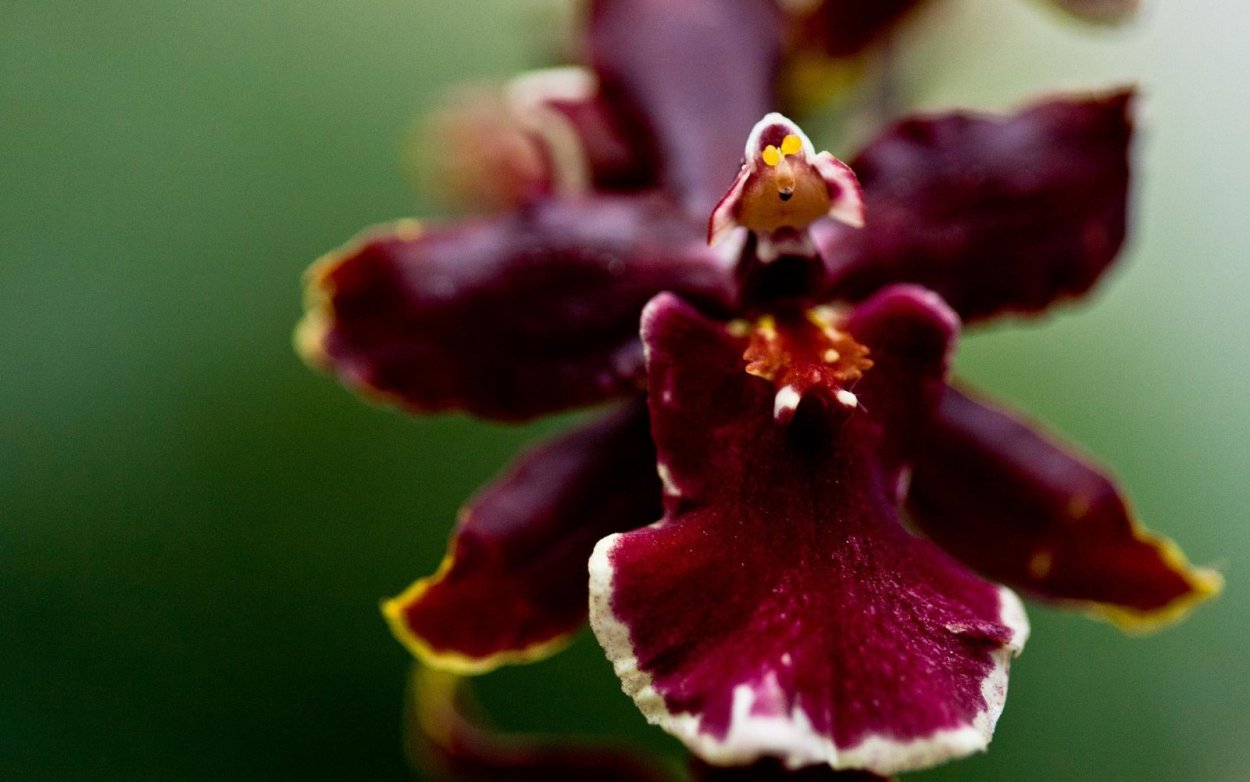 Орхидея Цимбидиум бордовая