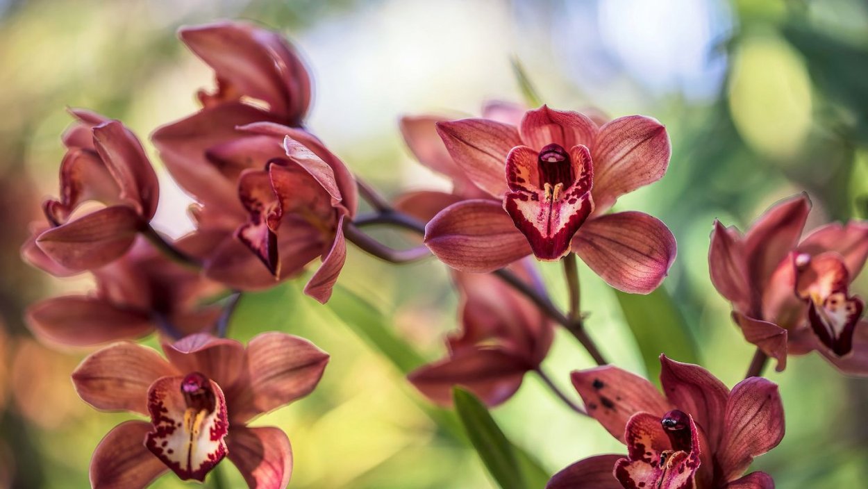 Фаленопсис сиреневый