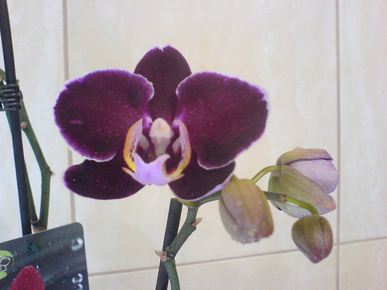 Фаленопсис Dark Cherry with White Rim Orchid Phalaenopsis