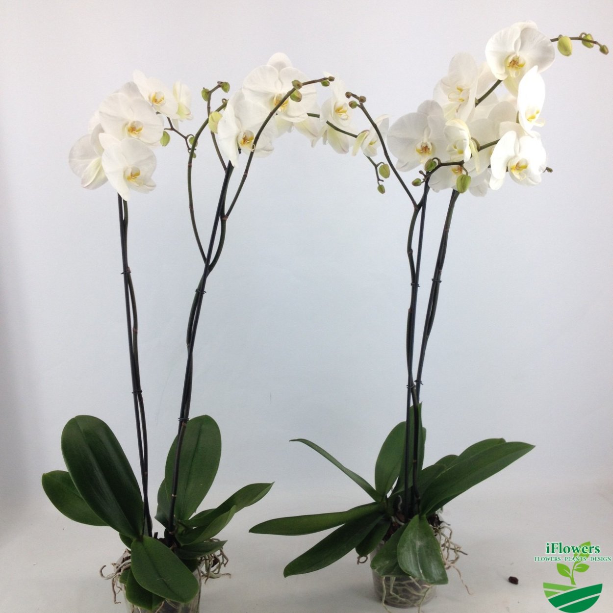 Королевский белый фаленопсис