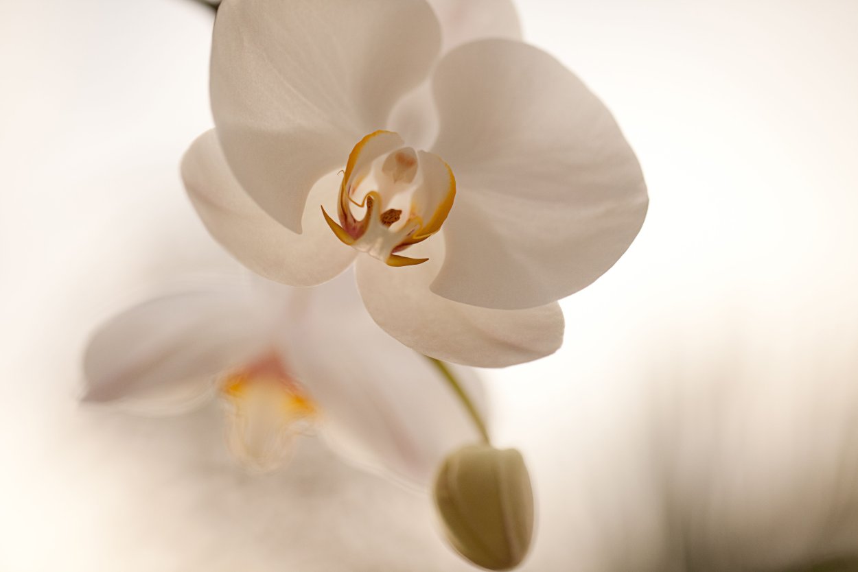 Эстония орхидеи 2021