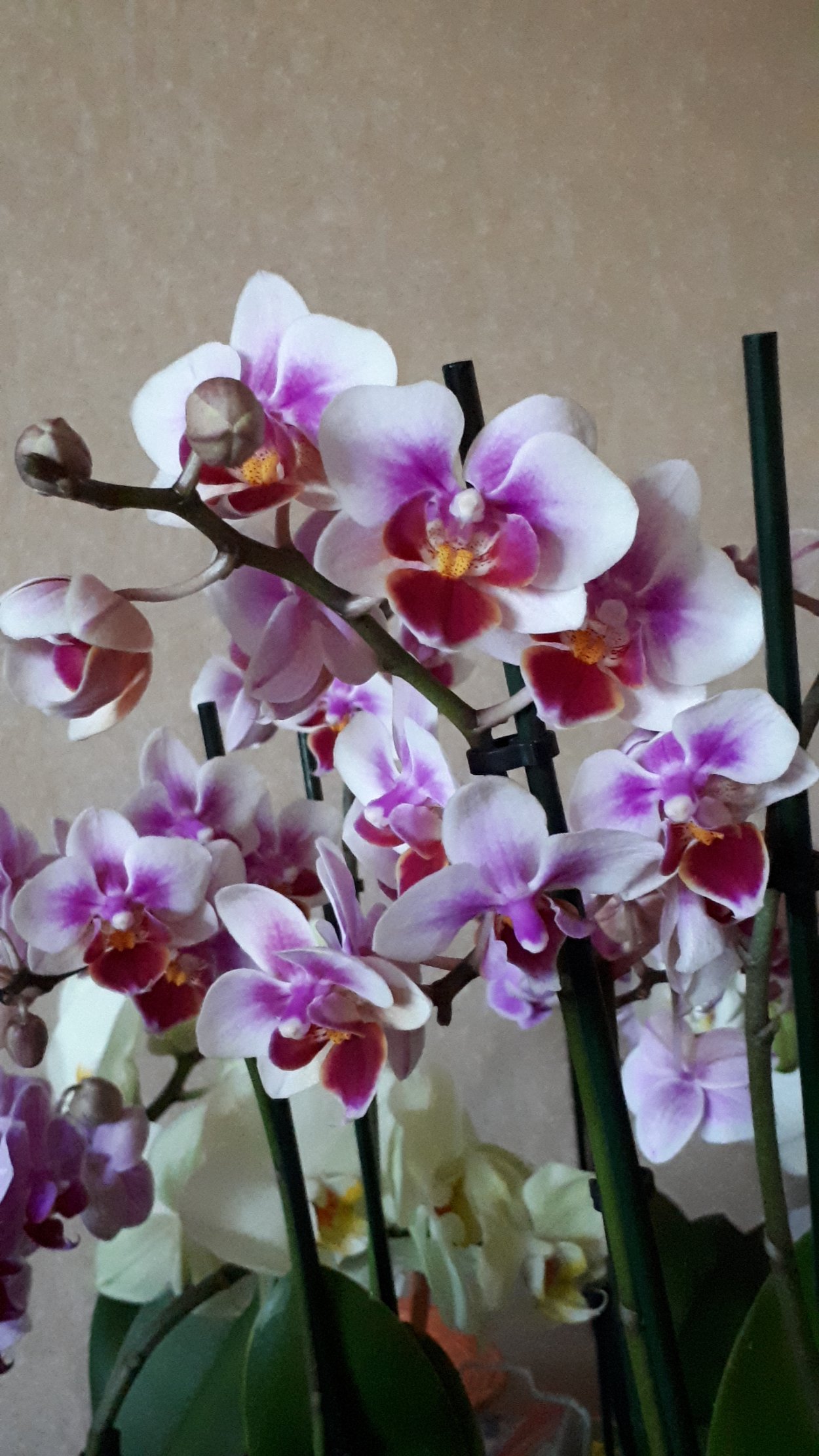 Фаленопсис миди мультифлора