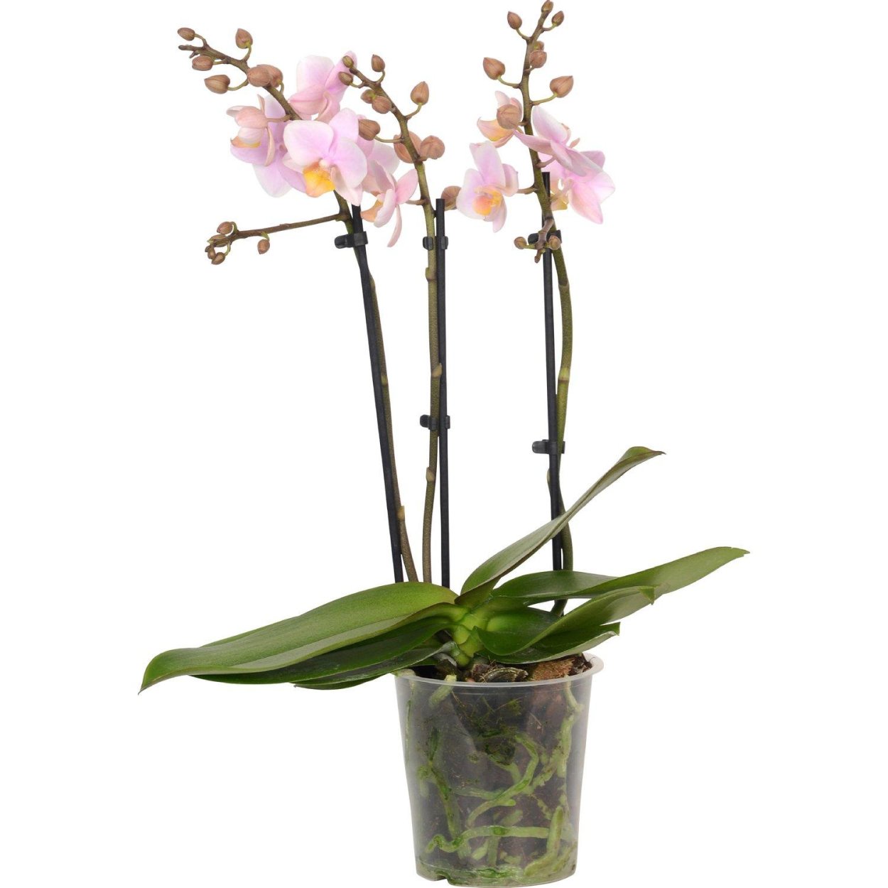 Фаленопсис Филадельфия мультифлора