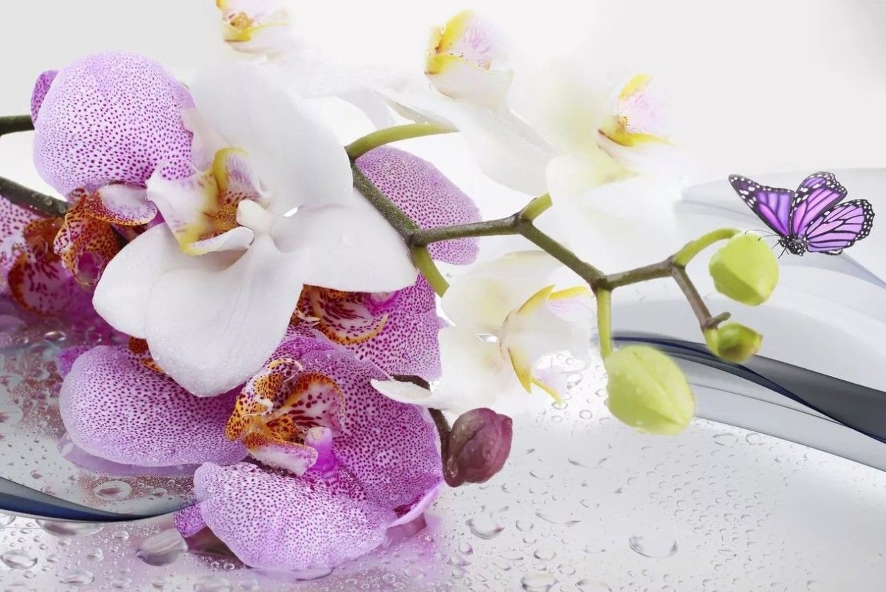 Цимбидиум микс