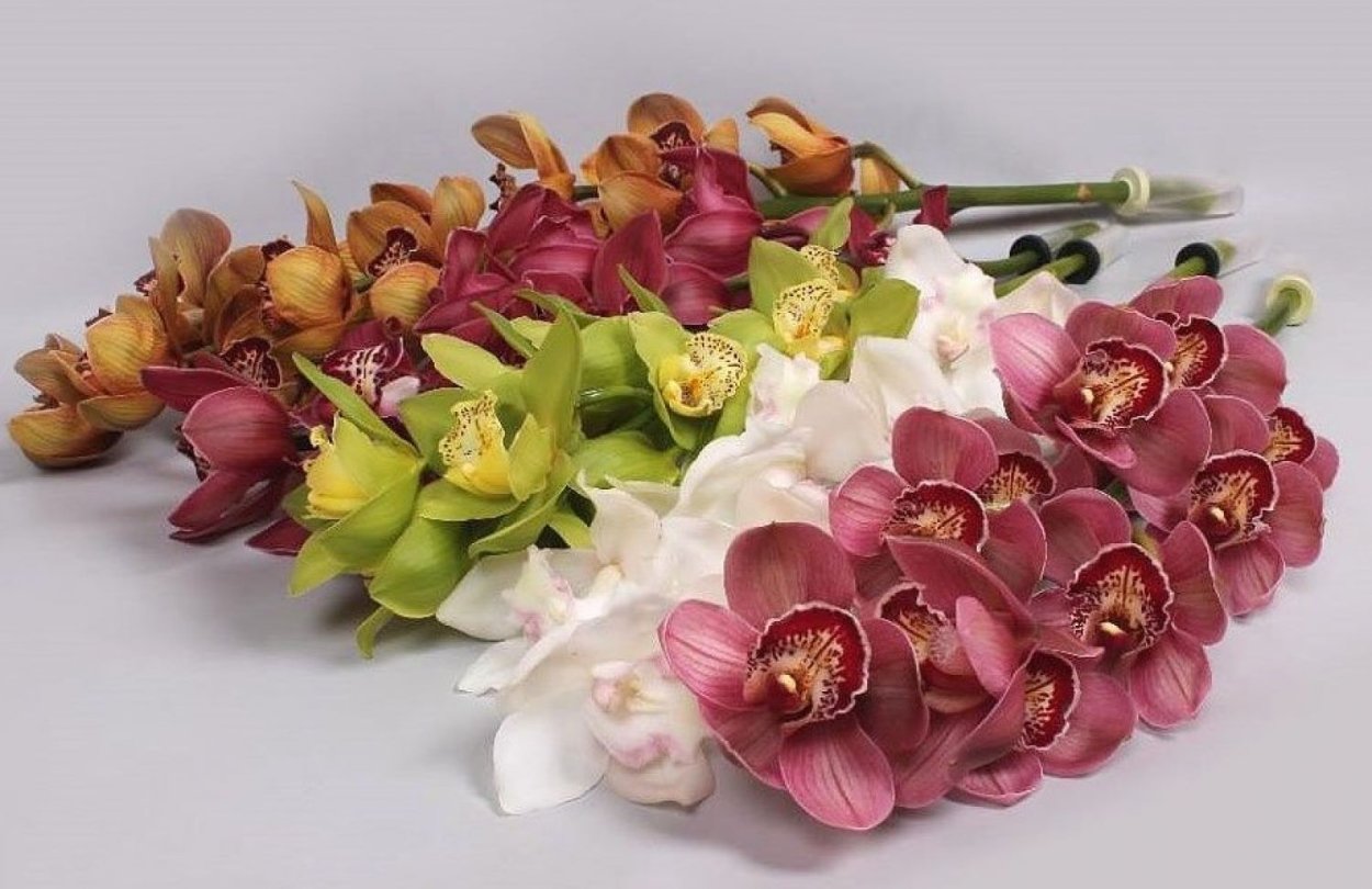 Орхидея фаленопсис миди