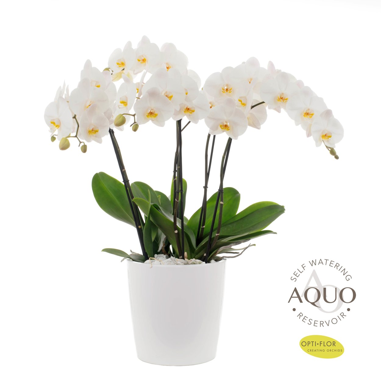 Opti Flor орхидеи