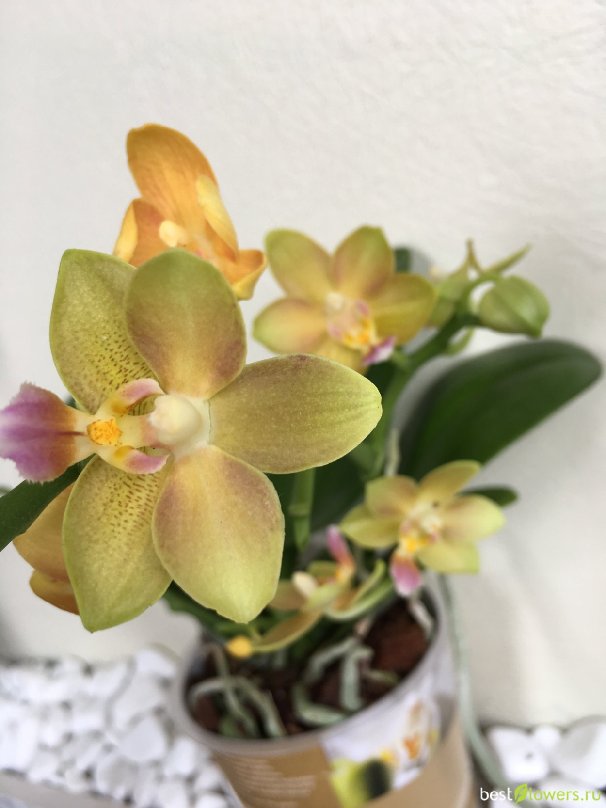 Фаленопсис монтреукс