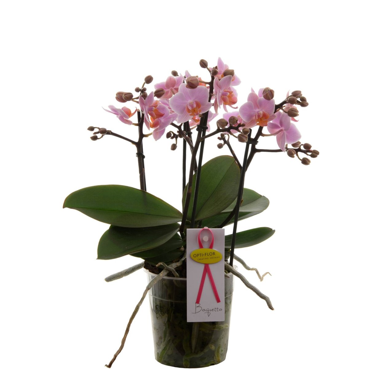 Фаленопсис Элегант Хэппи Энджел