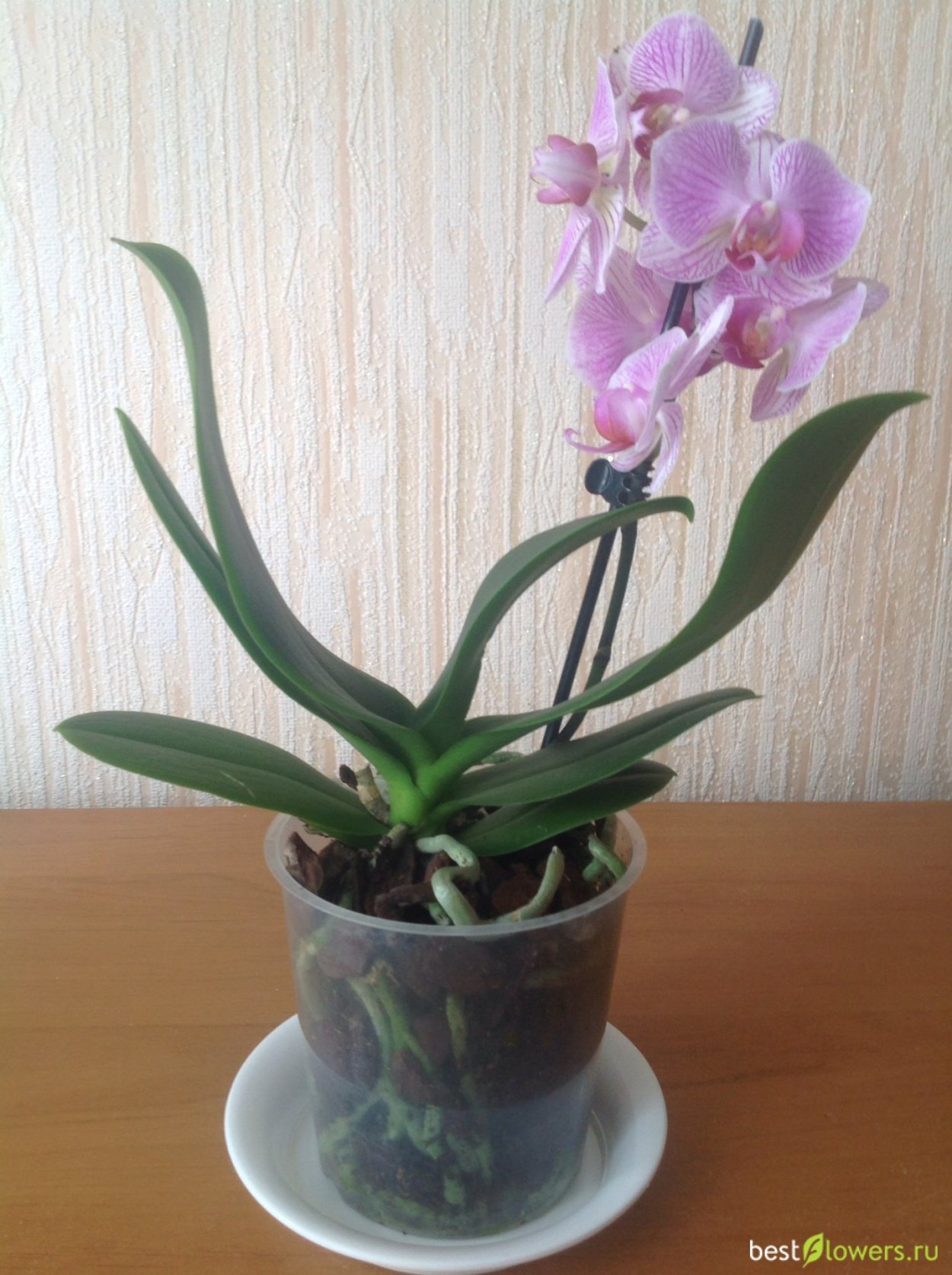 Баннер с орхидеями