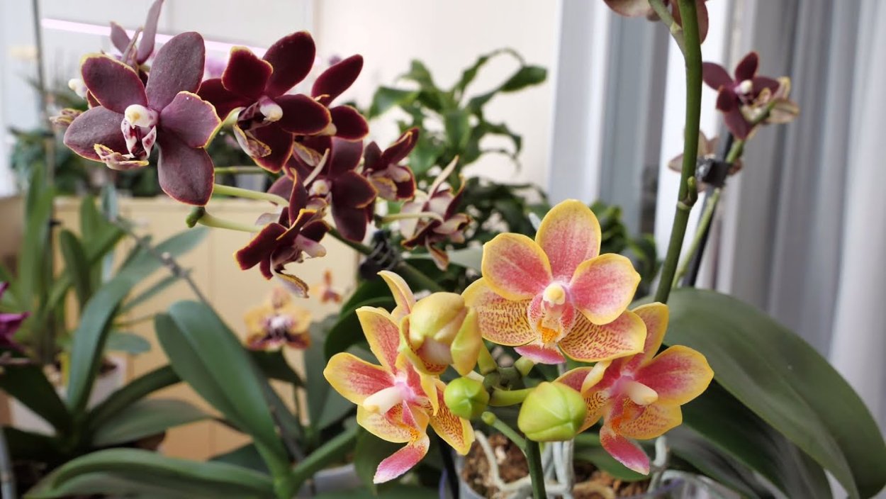 Фаленопсис Сара Бьюти