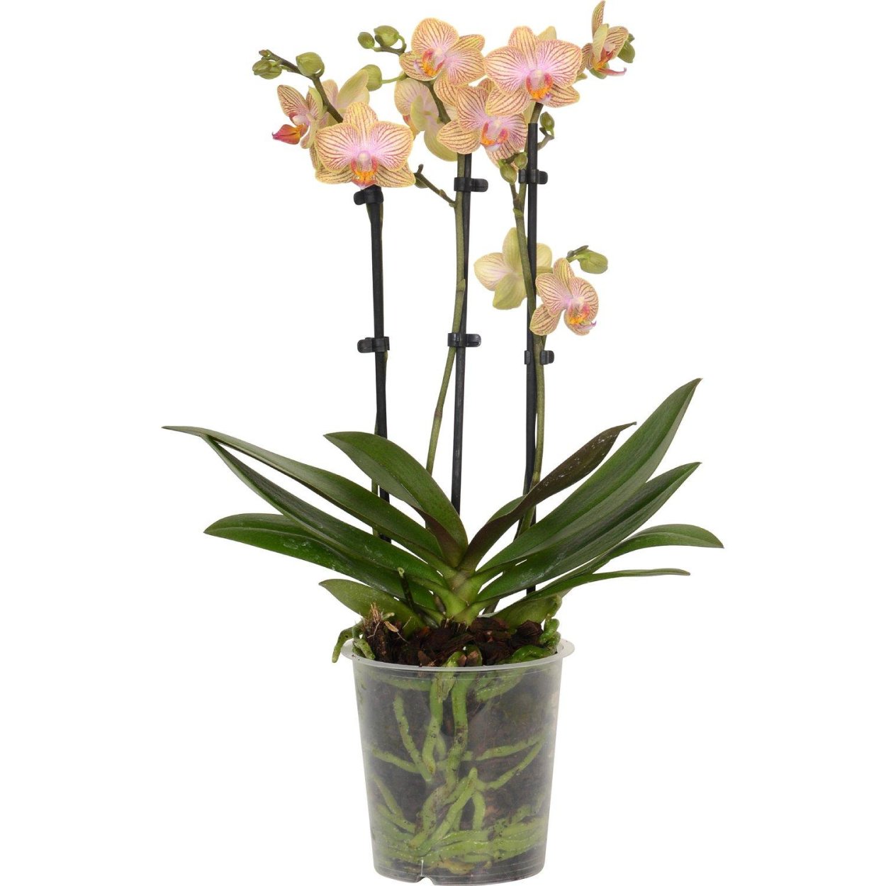 Фаленопсис миди мультифлора