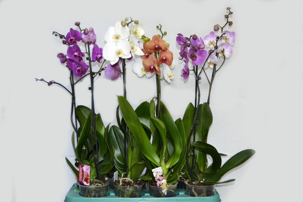 Фаленопсис микс 2 ст, d-12