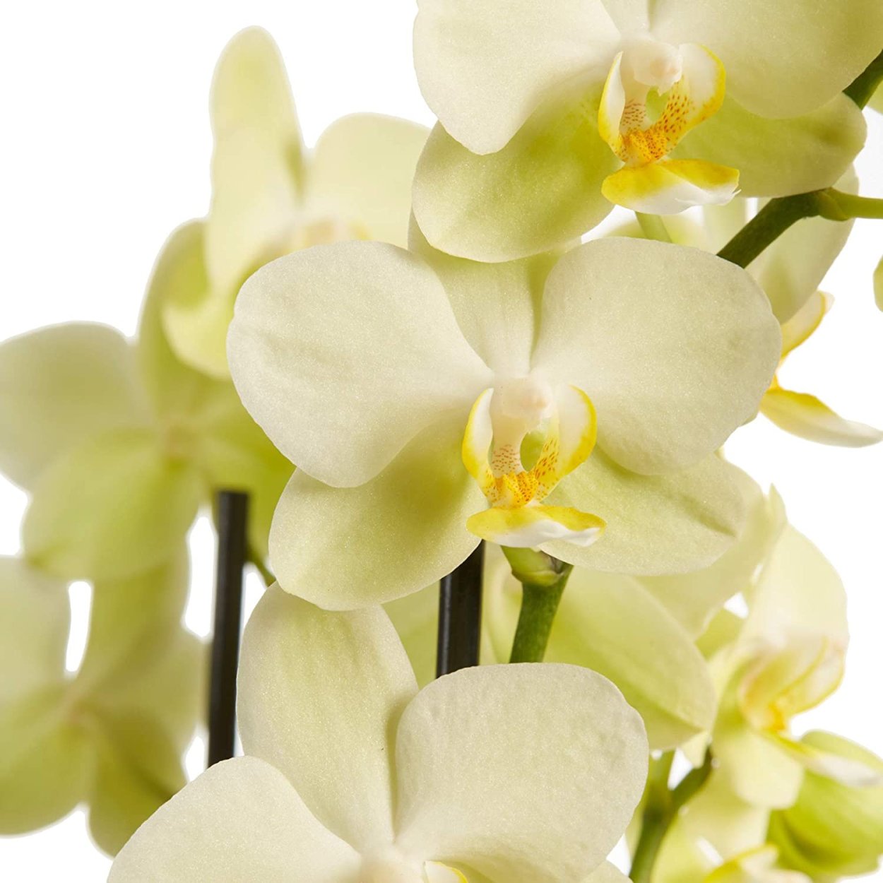 Фаленопсис мультифлора лимонная