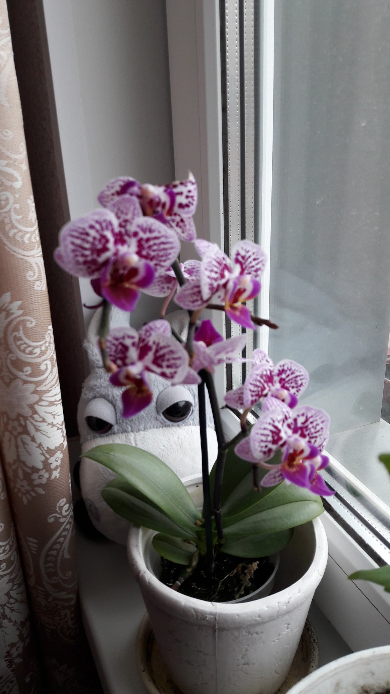 Сорта миди фаленопсисов