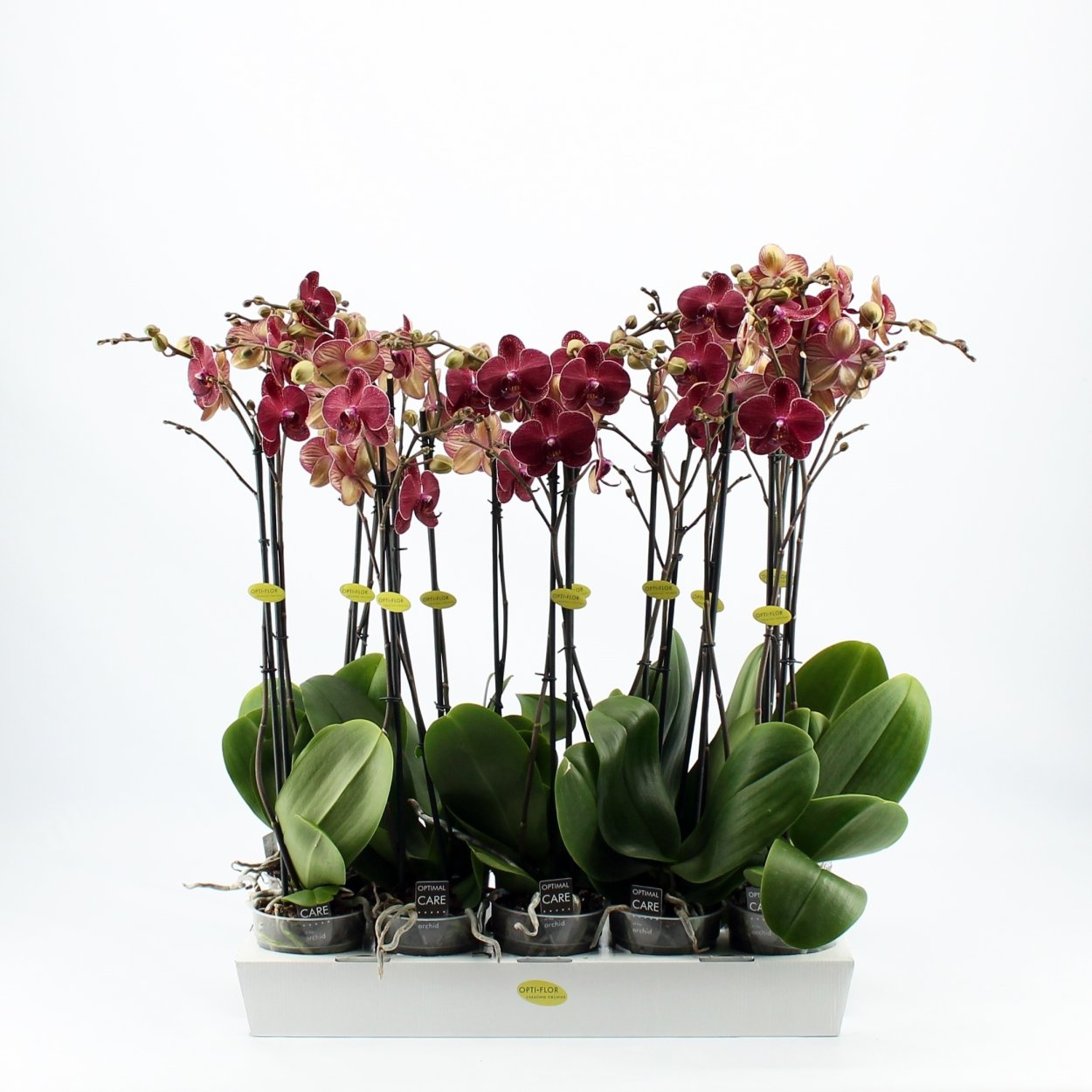 Плитка терракота Альба