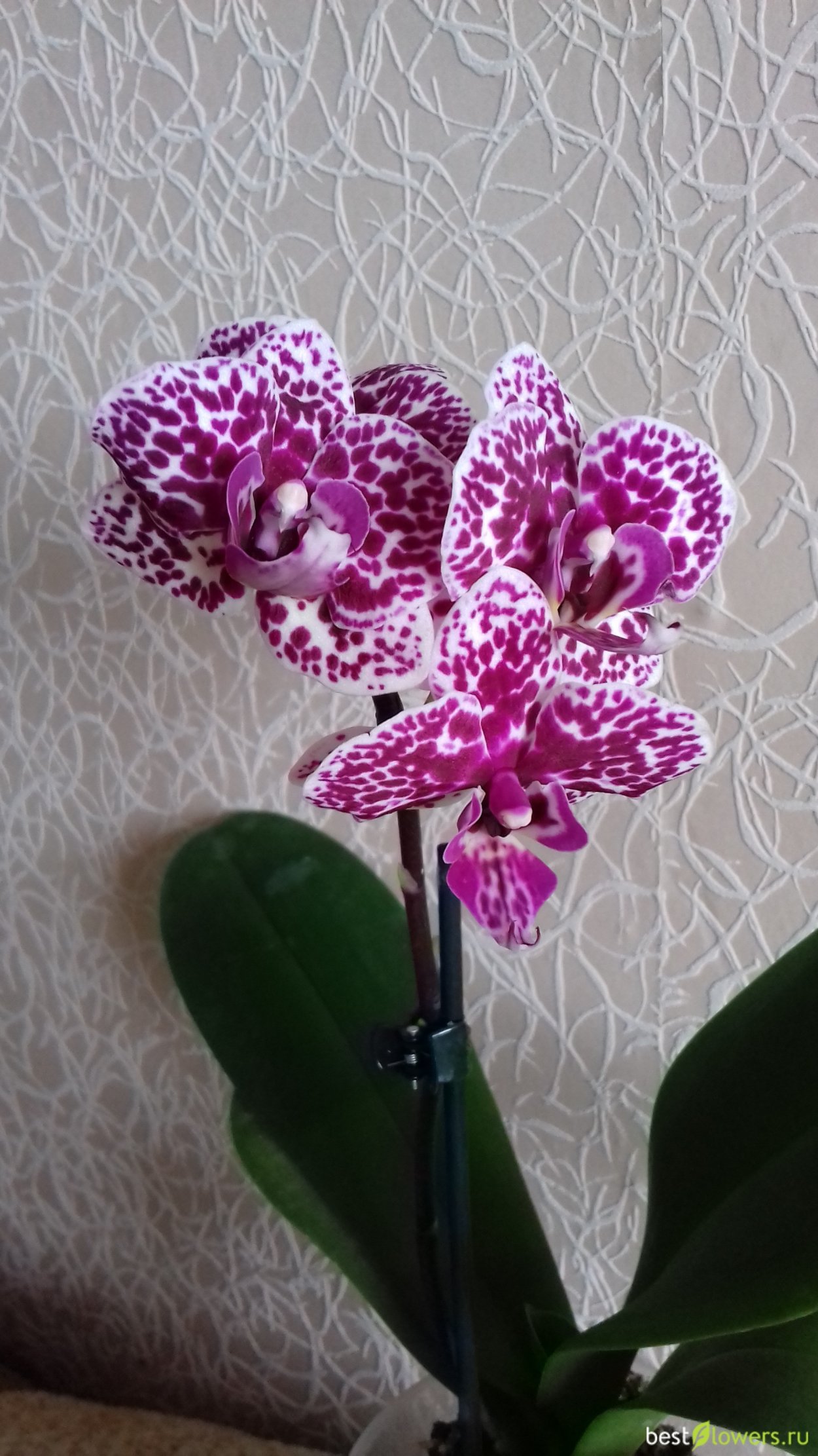 Орхидея фаленопсис Каталина