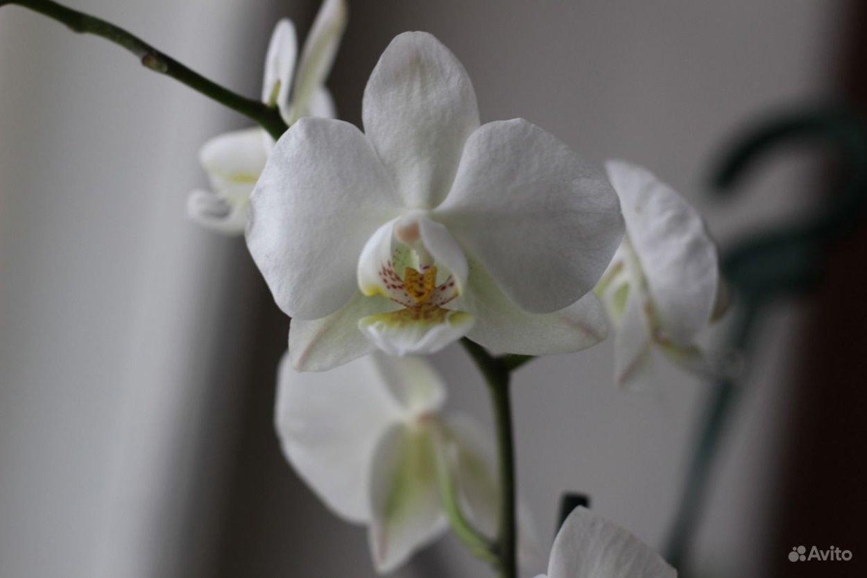 Орхидея микс d12 h40