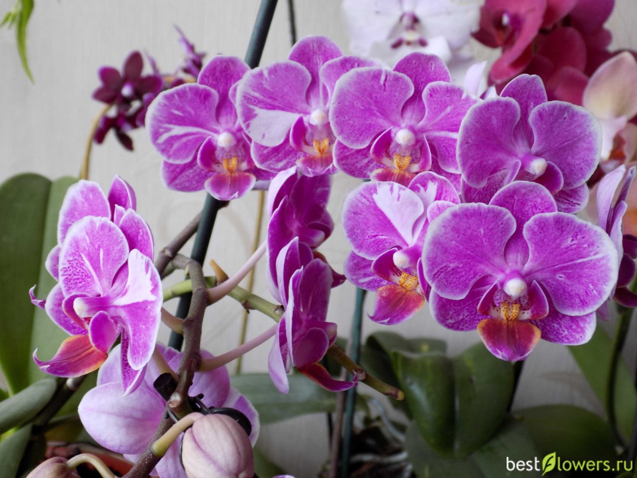 Орхидея фаленопсис мультифлора