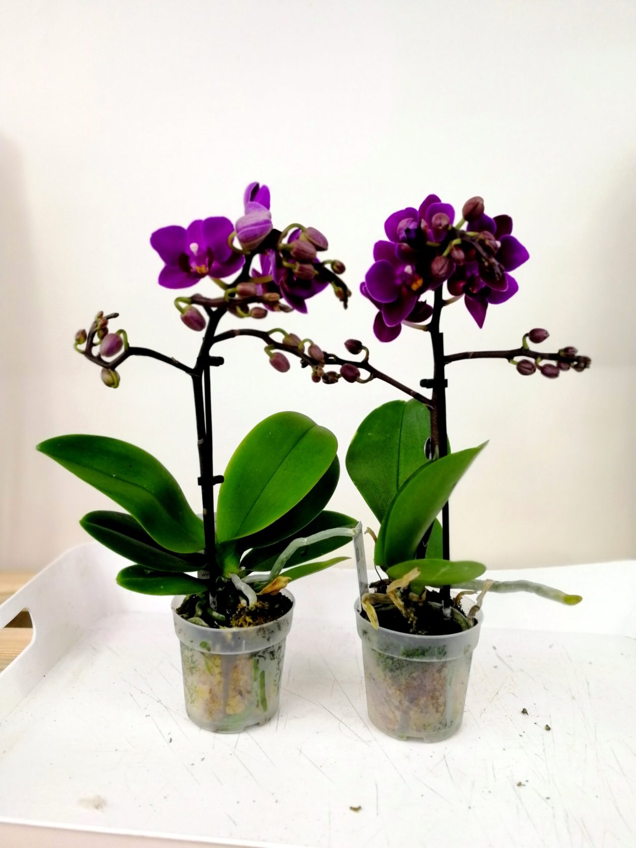 Фаленопсис Miki Tipsy