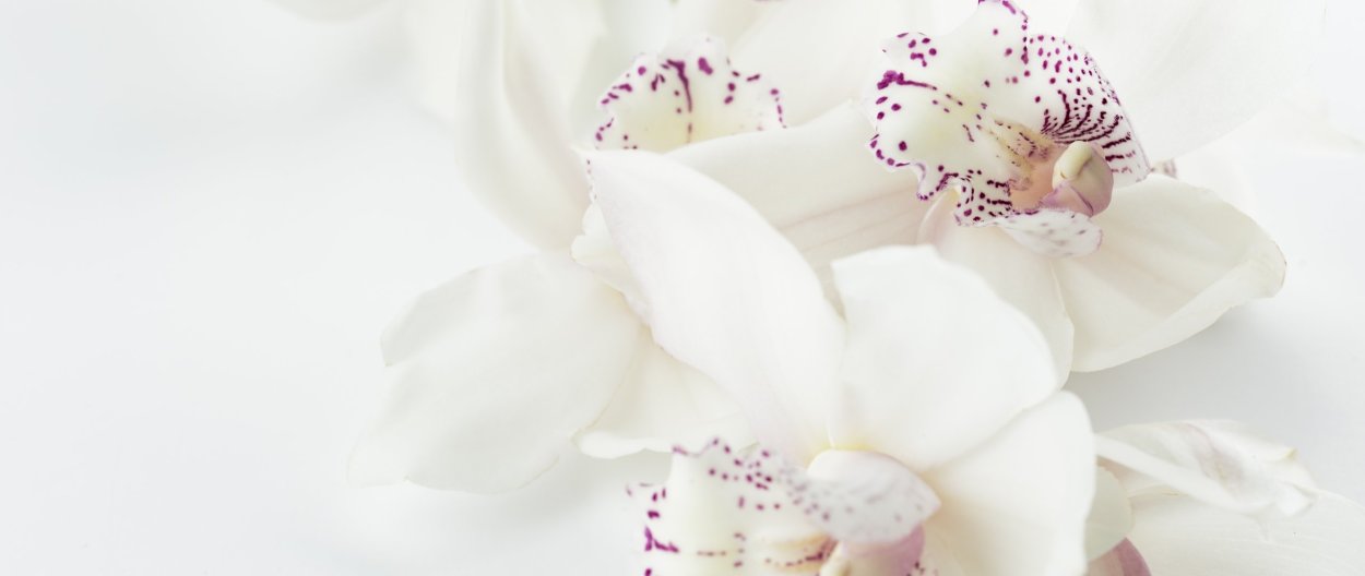 Фаленопсис Орхидея живые