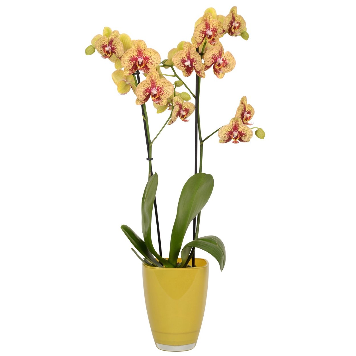 Композиция из искусственных орхидей