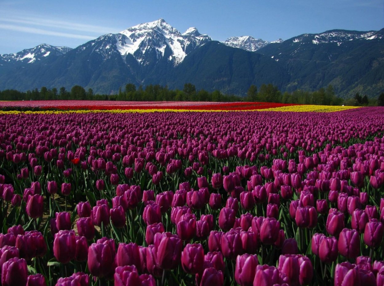Тюльпановые поля в Таджикистане