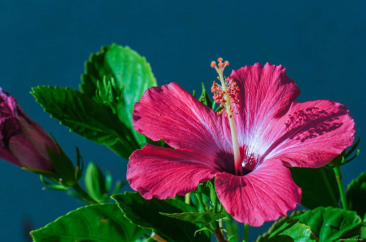 Популярные цветочки