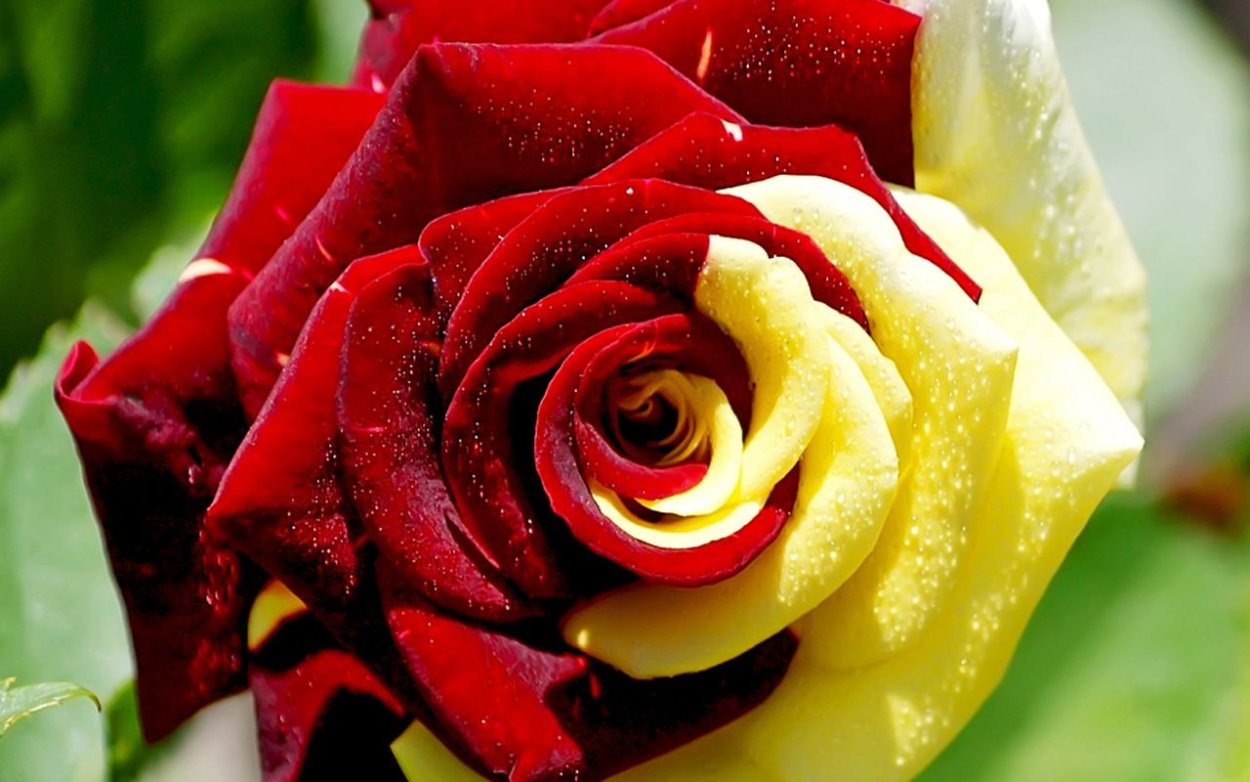 Роза Осирия пестрая