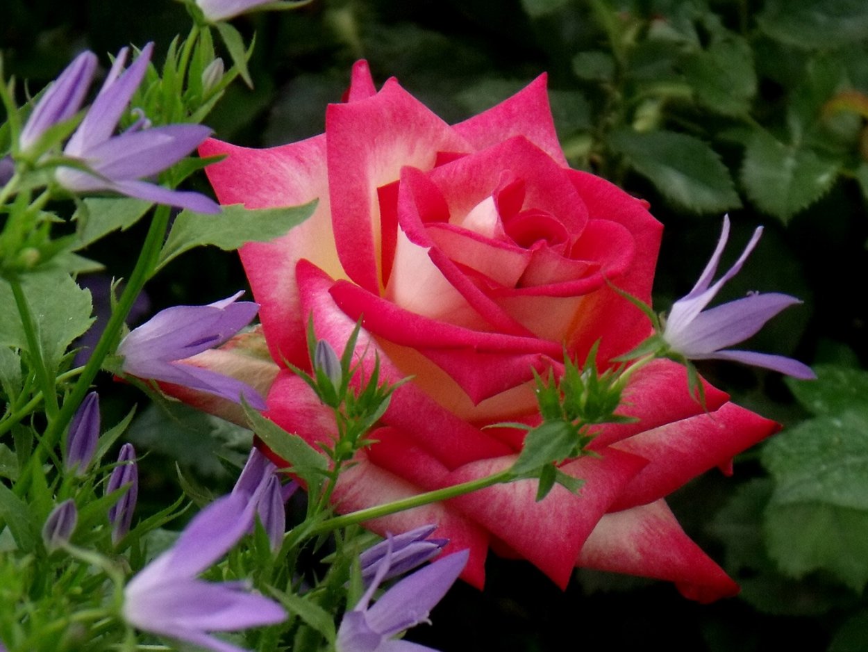 Колокольчики и розы