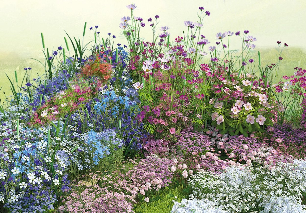 Космея в миксбордере