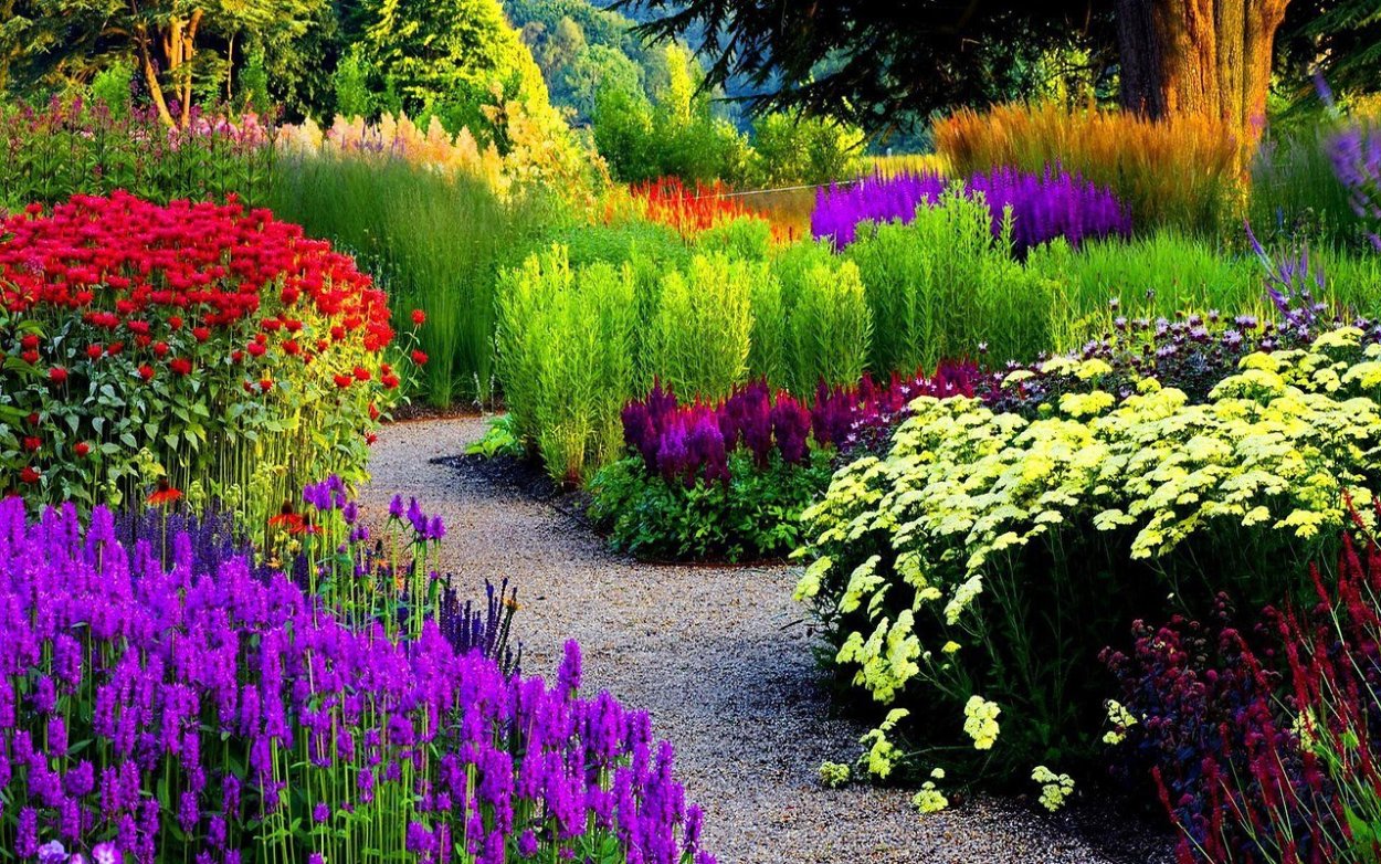 Сеслерия голубая