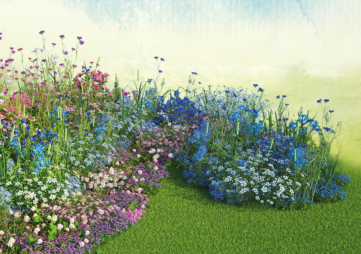 Миксбордер с васильками