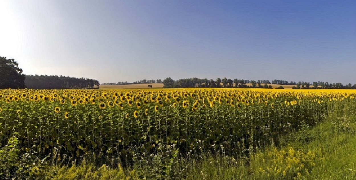 Wisteria sinensis Глициния китайская