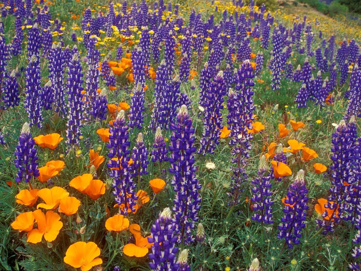 Декоративные Подсолнухи на клумбе