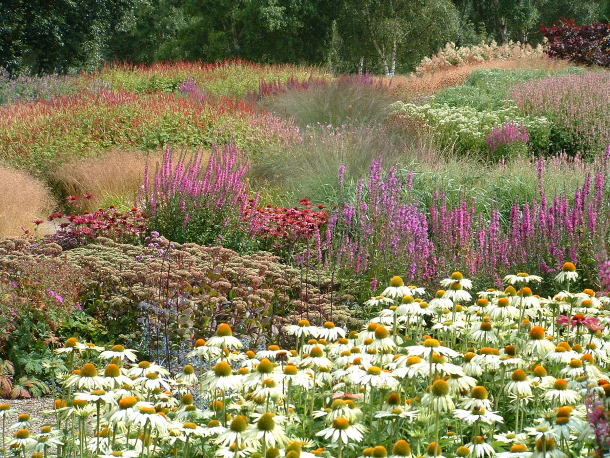 Луговой цветник пита Удольфа