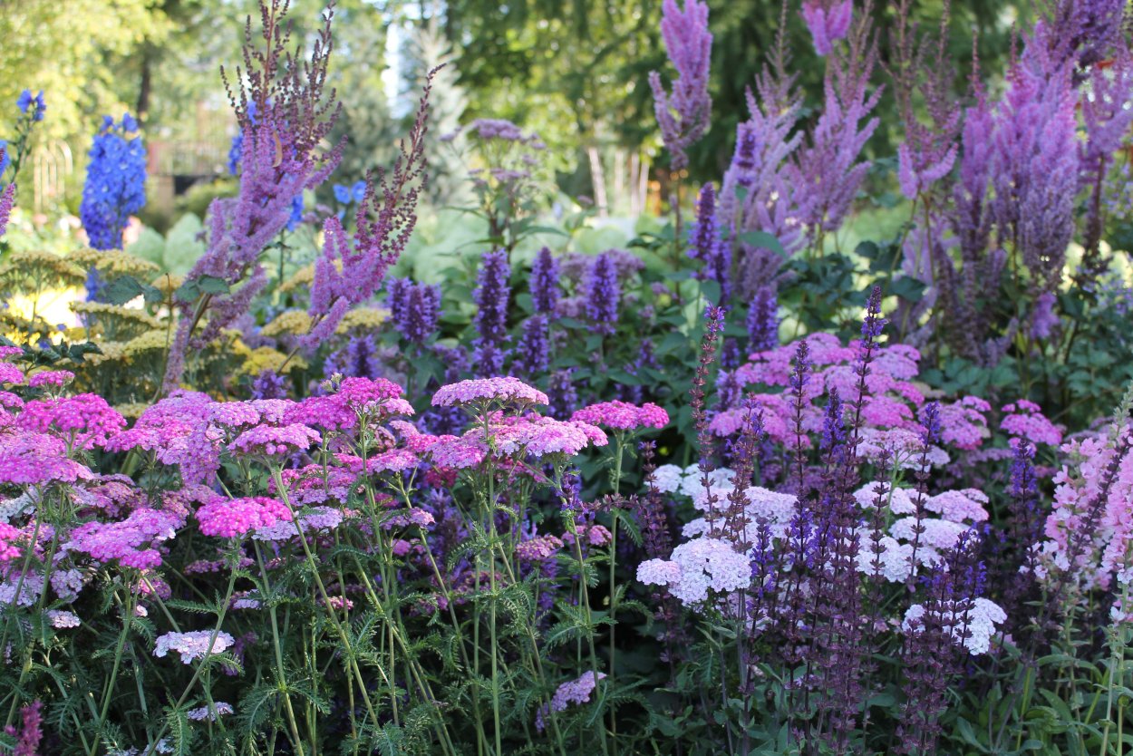 Миксбордер эхинацея тысячелистник