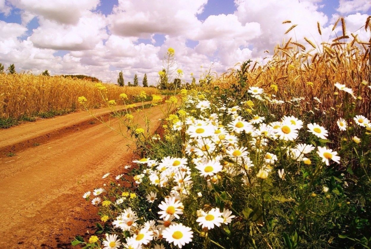 Иван-чай (кипрей)