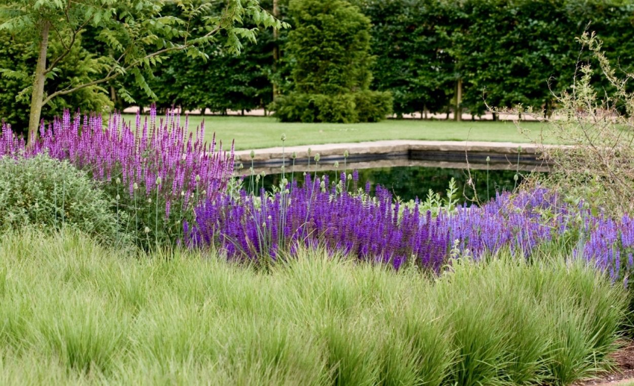 Луговой газон в саду